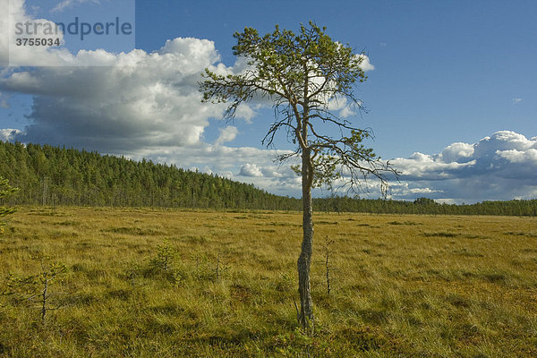 Kiefer (Pinus)  Kotaneva Moor  Pyhä-Häkki National Park  Finnland