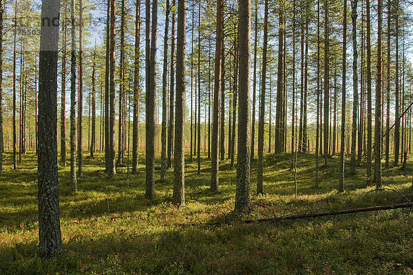 Kiefernwald (Pinus)  Tiiliikajärvi National Park  Finnland