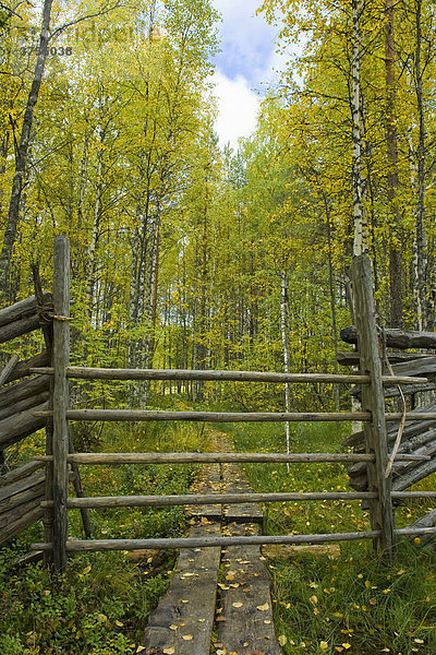Rentierzaun  Birkenwald  Herbst  Tiiliikajärvi National Park  Finnland