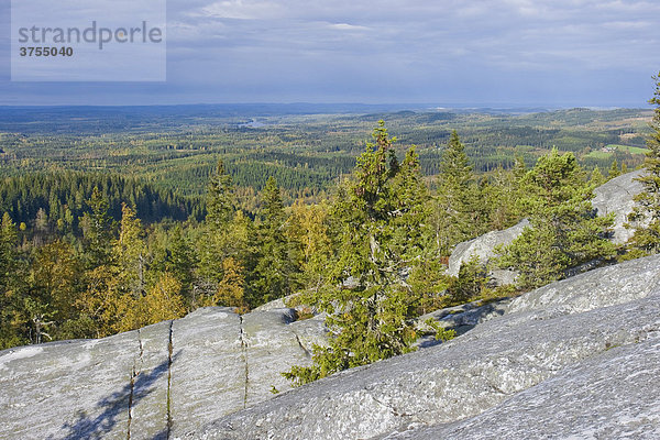 Wald  Felsen  Koli National Park  Finnland