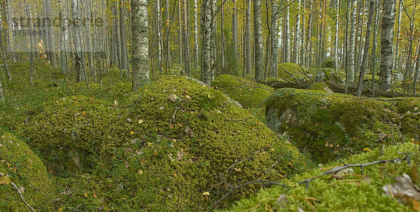 Birkenwald  mit Moos überzogene Felsbrocken  Herbst  Leivonmäki National Park  Finnland