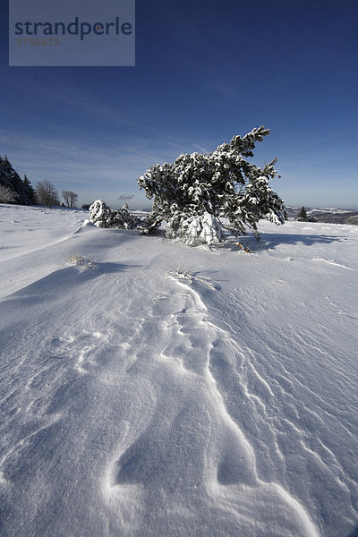 Verschneite Kiefer  Kreuzberg bei Bischofsheim  Rhön  Unterfranken  Franken  Bayern  Deutschland