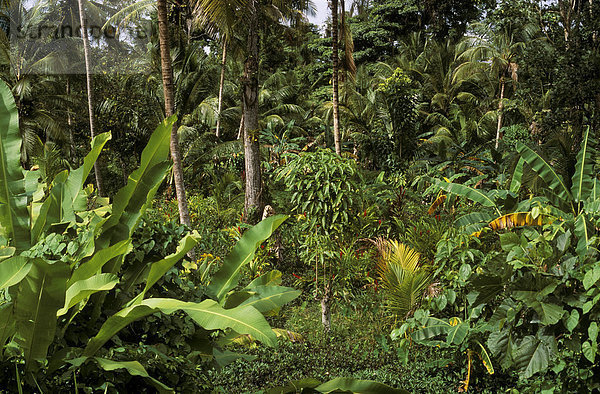 Mischplantagen (Kakao  Bananen u.a.)  Sucre  Venezuela  Südamerika