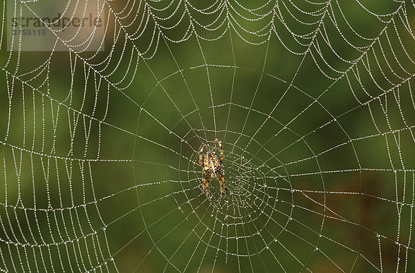 Gemeine Kreuzspinne  Gartenkreuzspinne (Araneus diadematus)  Spinnennetz