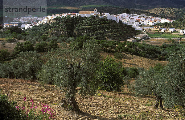 El Burgo nahe Ronda  Provinz Malaga  Andalusien  Spanien