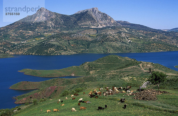 Sierra de Grazalema  Stausee Embalse de Zahara  Provinz CadÌz  Andalusien  Spanien