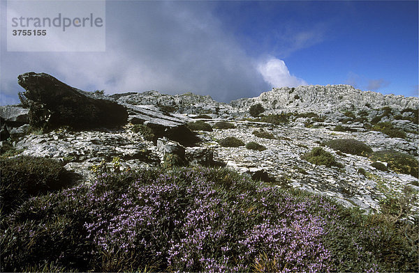 Blauer Stachelginster (Genista)  Sierra de Grazalema  Provinz Cadiz  Andalusien  Spanien