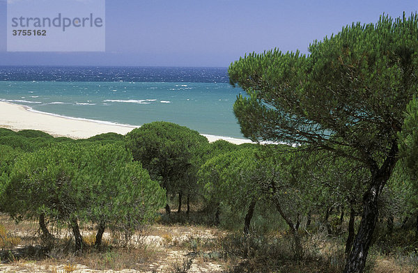 Schirmpinien  Mittelmeerkiefern (Pinus pinea)  Barbate  Costa de la Luz  Provinz Cadiz  Andalusien  Spanien
