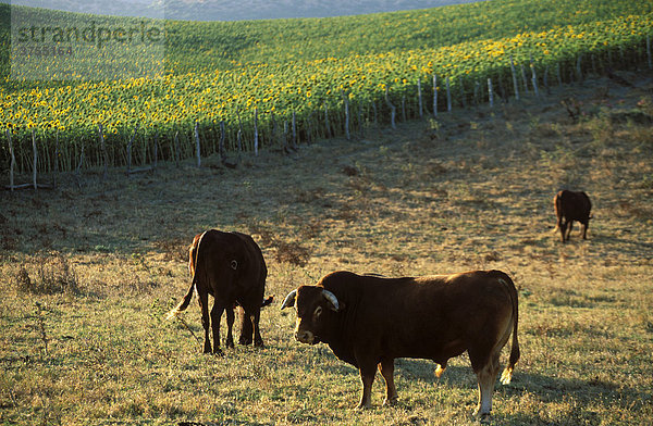 Stier und Kuh  Costa de la Luz  Provinz Cadiz  Andalusien  Spanien