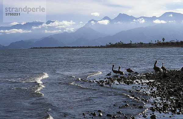 Loreto  Küste mit Pelikanen  Baja California Sur  Mexiko
