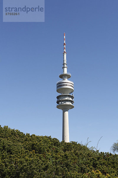 Fernsehturm Olympiaturm hinter Latschenkiefern im Olympiapark  München  Bayern  Deutschland  Europa
