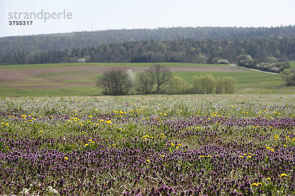 Blühende Brachwiese mit Rote Taubnessel (Lamium purpureum) bei Burkardroth  Rhön  Unterfranken  Bayern  Deutschland  Europa