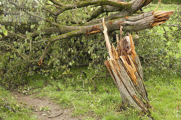 Storm-damaged Plum tree (Prunus domestica)  Sense District  Canton of Fribourg  Switzerland  Europe