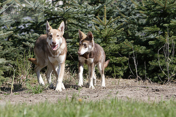 Zwei junge Saarloos Wolfshunde