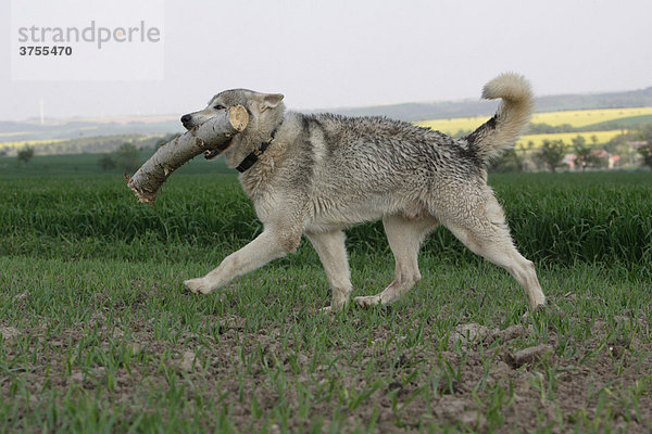 Wolfshund Mischling trägt großen Stock