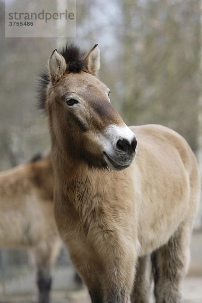 Przewalski-Pferd (Equus ferus przewalskii)  Tierpark Gera  Thüringen  Deutschland  Europa