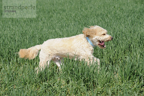 Terrier Mischling rennt über ein Feld