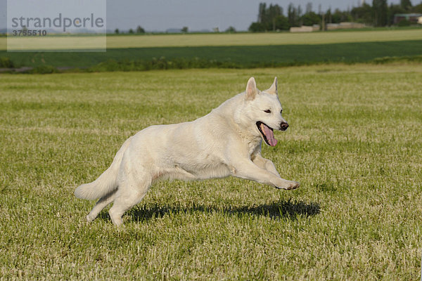 Weißer Schäferhund auf einer Wiese rennend