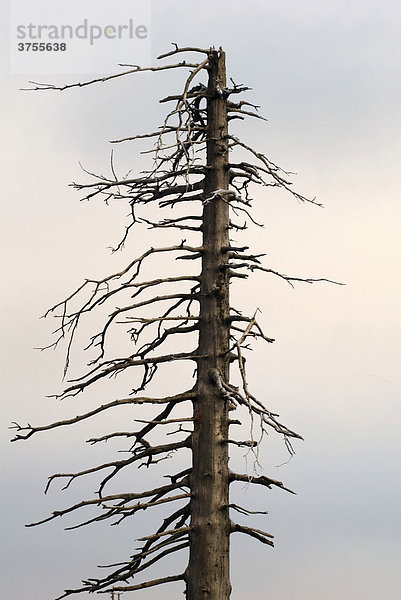 Tree skeleton  Bayerischer Wald (Bavarian Forest)  Bavaria  Germany  Europe