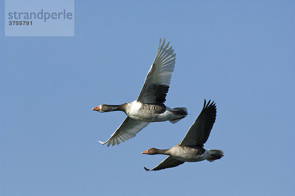 Fliegende Graugänse (Anser anser)