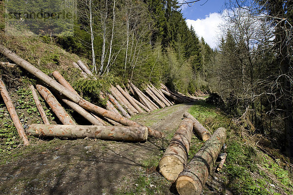 Gefälltes Holz nach Windschlag liegt zum Abtransport durch die Forstverwaltung auf einem Berghang  Steiermark  Österreich  Europa