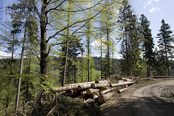 Gefälltes Holz nach Windschlag liegt zum Abtransport durch die Forstverwaltung auf einem Berghang  Steiermark  Österreich  Europa