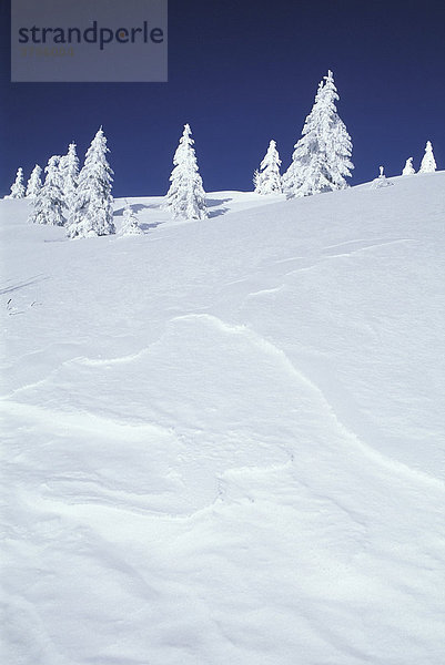 Dick verschneite Bäume auf dem Feldberg im Schwarzwald  Baden-Württemberg  Deutschland