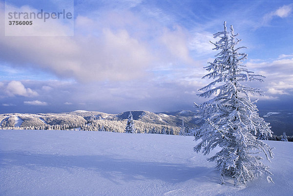 Panoramablick vom Feldberg über den winterlichen Schwarzwald mit einzelnem verschneitem Baum im Vordergrund  Baden-Württemberg  Deutschland