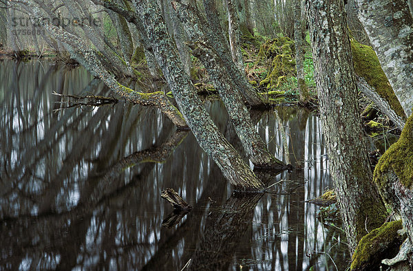 Waldsee bei Varnhem  Västra Gotland  Schweden