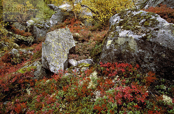 Herbstliche Bodenvegetation  Norwegen