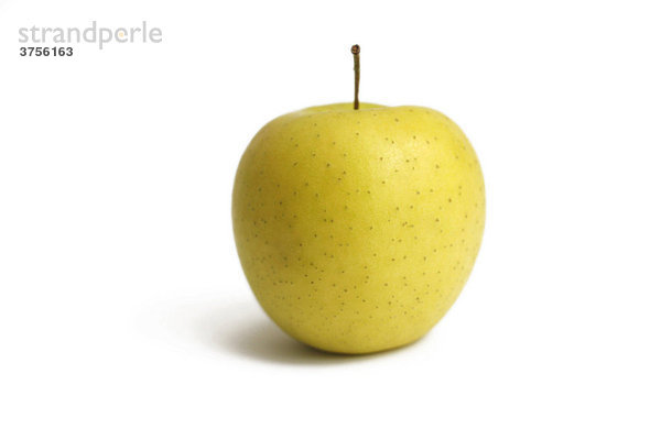 Apfel (Malus)