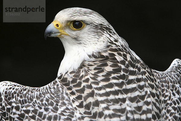 Gerfalke (Falco rusticolus) zurückschauend