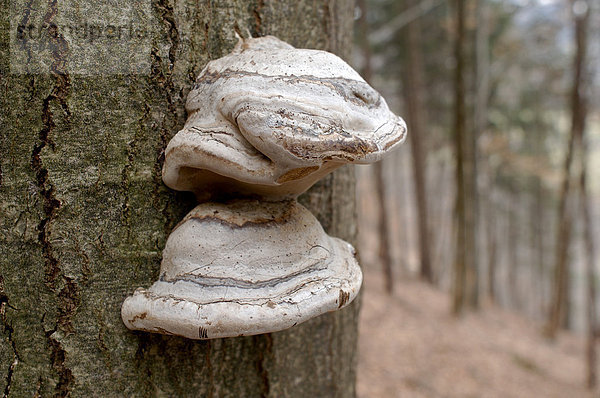Baumschwämme (Fungi) wachsen auf Buchenstamm im Buchenwald  Nordtirol  Österreich  Europa