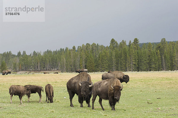 Amerikanische Bisons (Bison bison)  Männchen und Weibchen mit Jungtieren  Yellowstone Nationalpark  Wyoming  Vereinigte Staaten von Amerika