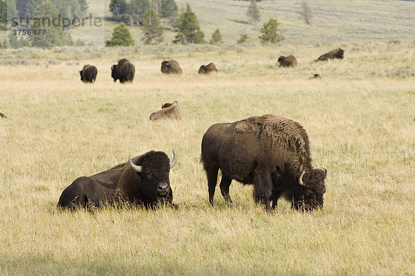 Amerikanische Bisons (Bison bison) im Hayden Valley  Yellowstone Nationalpark  Wyoming  Vereinigte Staaten von Amerika