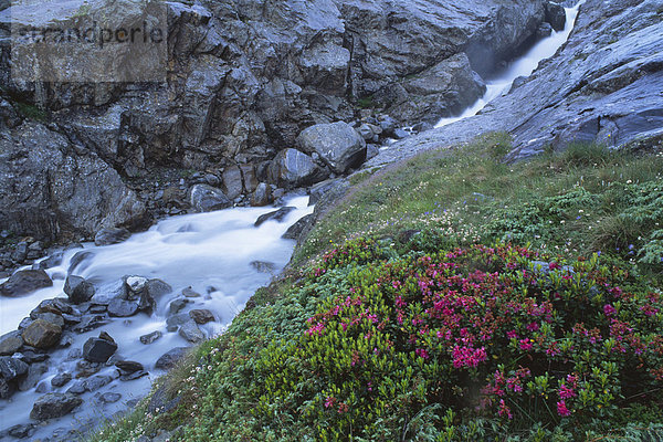 Rostblättrige Alpenrosen (Rhododendron ferrugineum) blühen vor Sulzaubach  Stubaital  Nordtirol  Österreich  Europa