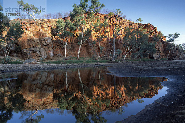 Geister Eukalypten (Eucalyptus papuana) und roter Fels spiegeln sich  West Mac Donnells Ranges  Northern Territory  Australien