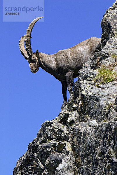 Alpensteinbock  männlich (Capra ibex)  Hohe Geige  Pitztal  Tirol  Österreich  Europa