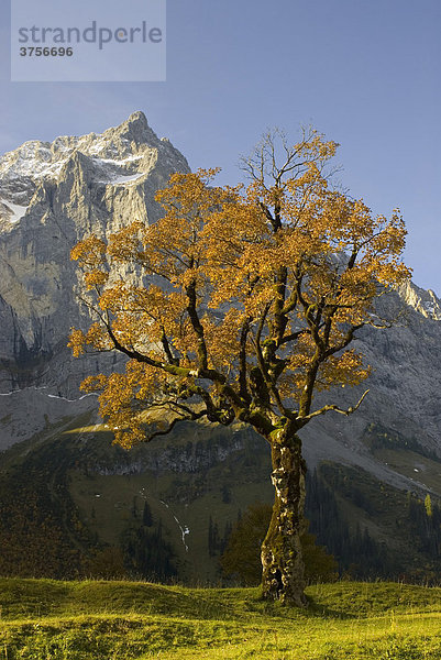 Berg-Ahorn  Acer pseudoplatanus  Großer Ahornboden  Karwendelgebirge  Tirol  Österreich  Europa