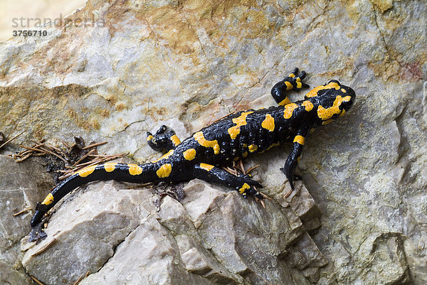 Feuersalamander (Salamandra salamandra)  Tiefenbachklamm  Kramsach  Tirol  Österreich  Europa