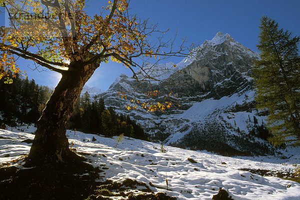 Bergahorn (Acer pseudoplatanus)  Großer Ahornboden  Karwendelgebirge  Tirol  Österreich  Europa