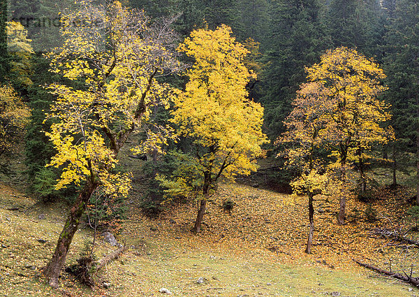 Bergahorn (Acer pseudoplatanus)  Enger-Grund  Karwendelgebirge  Tirol  Österreich  Europa