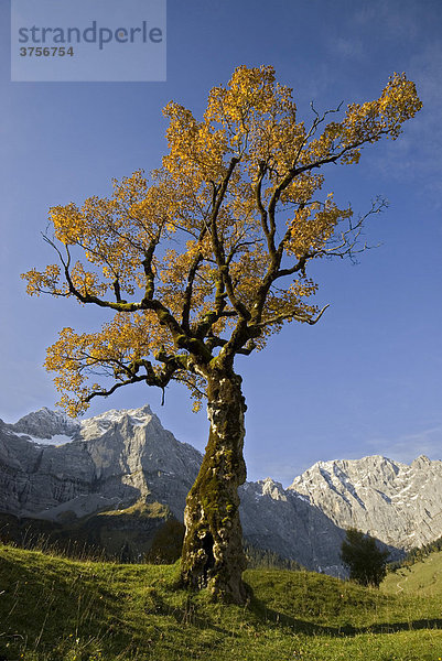 Bergahorn (Acer pseudoplatanus)  Großer Ahornboden  Karwendelgebirge  Tirol  Österreich  Europa