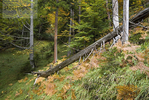 Buchenwald (Fagus) im Herbst  Vomperloch  Karwendel-Gebirge  Tirol  Österreich  Europa