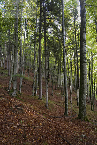 Buchenwald (Fagus) im Vomperloch  Karwendel-Gebirge  Tirol  Österreich  Europa