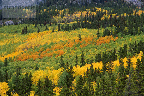 Mischwald  Zitterpappel (Populus tremula)  Kiefern (Pinus) und Fichten (Picea)  Kananaskis  Alberta  Kanada