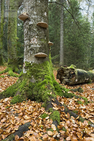 Baumschwämme  Herbstlicher Mischwald  Wimbachgries  Nationalpark Berchtesgaden  Bayern  Deutschland  Europa