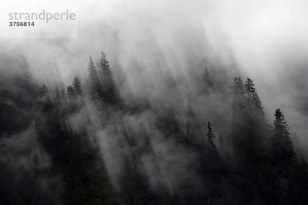 Nadelwald im Nebel  Pitztal  Tirol  Österreich  Europa