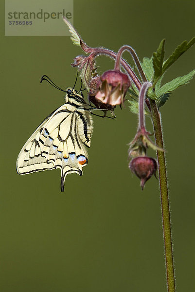 Schwalbenschwanz (Papilio machaon) auf einer Blume  Angerberg  Tirol  Österreich  Europa