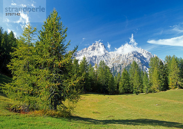 Rotwandwiesen  Dreischusterspitze und Gsellknoten  Sextener Dolomiten  Südtirol  Italien  Europa